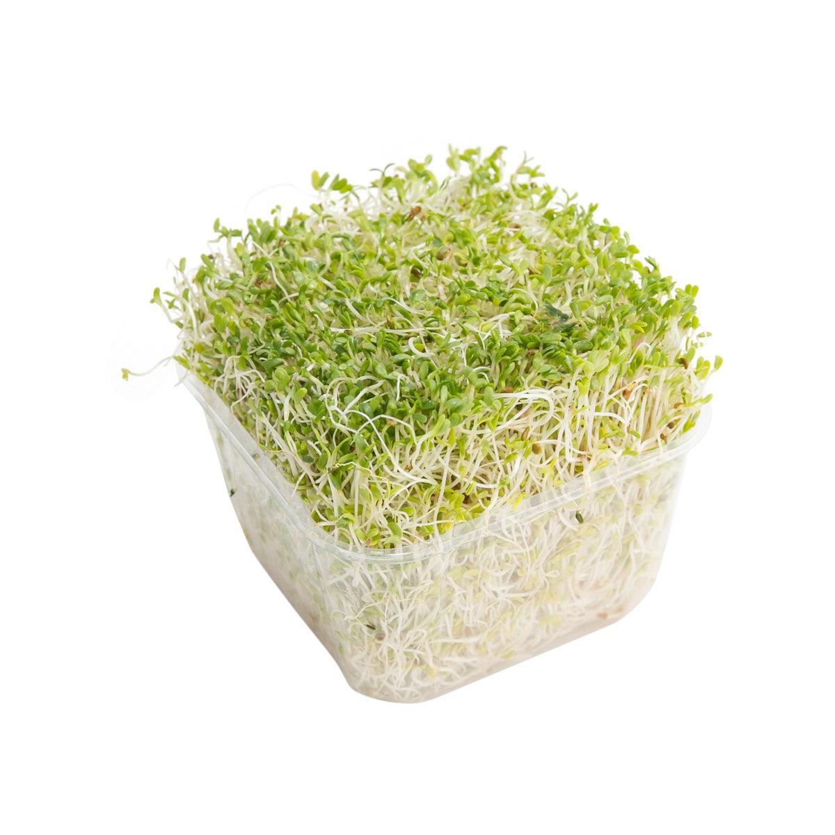 澳洲苜蓿芽 (1pack)