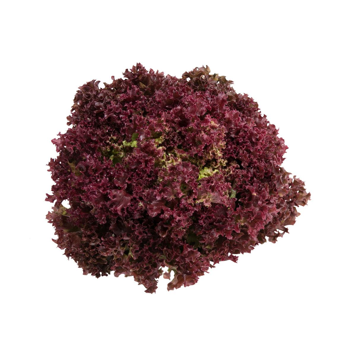 法國紅葉生菜 (170g)