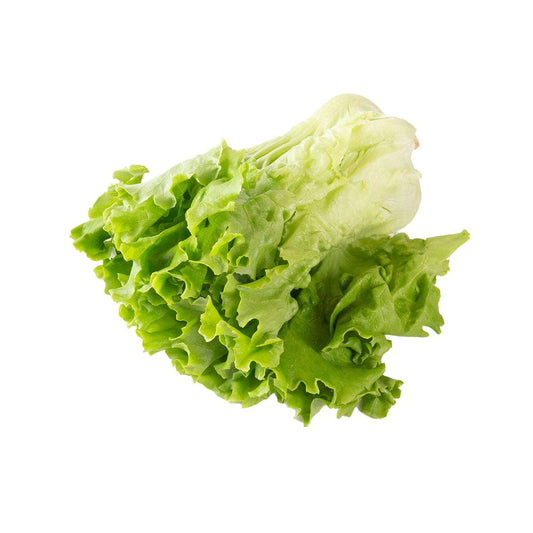 沖繩水耕栽培Pleated生菜 (1pack)