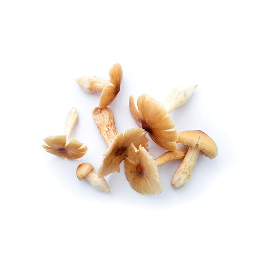 中國雞土從菌 (200g)