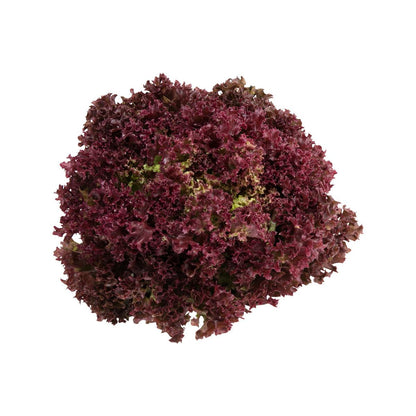 法國紅葉生菜 (170g)
